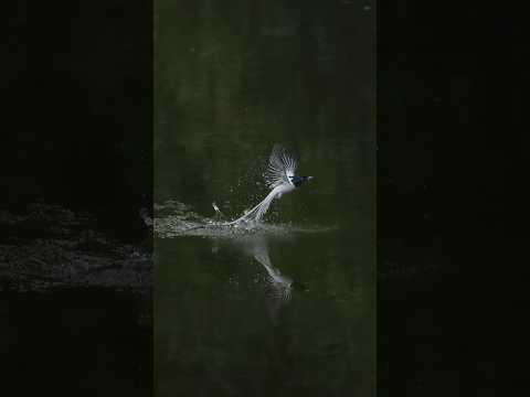 Effort, Dedication,Timing    - Indian paradise flycatcher