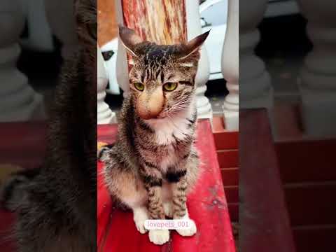 Why Do I Always Hurt? – Sad but Funny Cat Moments 😿💔