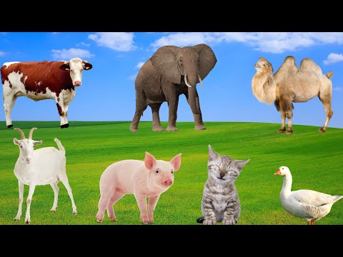 The Lively Animal World - Duck, Chicken, Goat, Pig, Bear, Camel, Cow, Cat