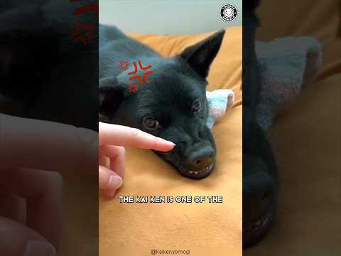 Kai Ken ?? The Rarest Japanese Dog!