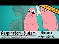 Human Respiratory System Concepts
