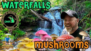 Michigan UP ~ Mushrooms & Waterfalls, My Cats are HUGE!!!