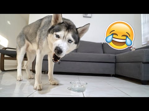 My Husky Reacts to Trying Thick Water!
