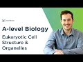 Cell Structure and Function Concepts