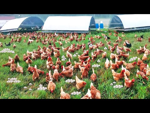 Chicken Mobile Housing System - Duck Slaughter & Processing Factory - Ostrich & Goat Farming Method