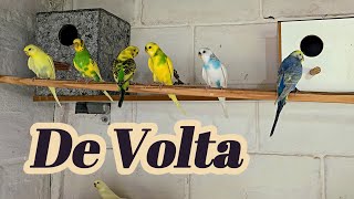 DE VOLTA AS ORIGENS