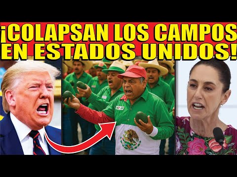 ¡ESTADOS UNIDOS PIERDE MILLONES DE DOLARES! MÉXICO ALIMENTARÁ A GRINGOS POR COLAPSO AGRÍCOLA!