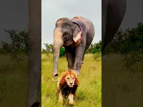 ওরে বাবারে ছাইড়া দে #funny #viral #shortsvideo #shorts #trending #tsfunnyvoice