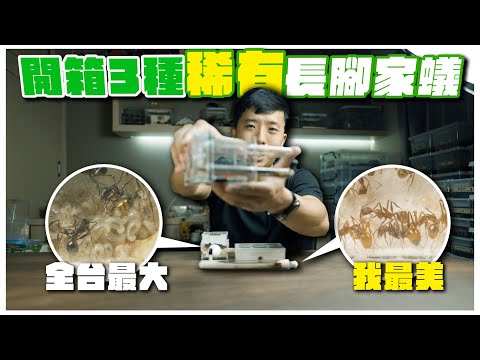 開箱！3種稀有「長腳家蟻」｜高橋長腳家蟻、天王長腳家蟻、蜘蛛腳長腳家蟻Aphaenogaster sp.｜搬運蟑螂餵食秀【臺灣蟻窟】