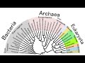 Bacterial Classification and Characteristics