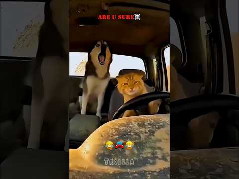 Cats crazy moments that you like