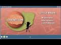 Exploring the Nervous System Concepts