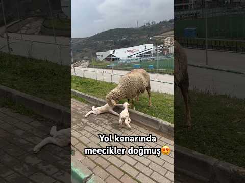 Kestelde sıradan bir gün🥹🥰🫣