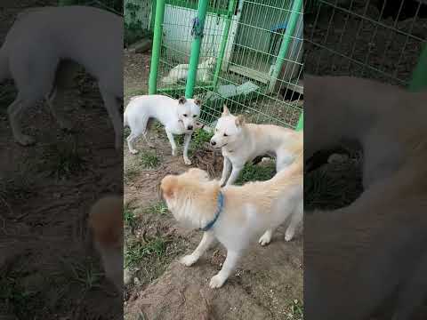 진도, 풍산 서열 싸움..백구파 보스 산들이에게 덤비다가 깨갱~하는 바다..ㅋㅋ