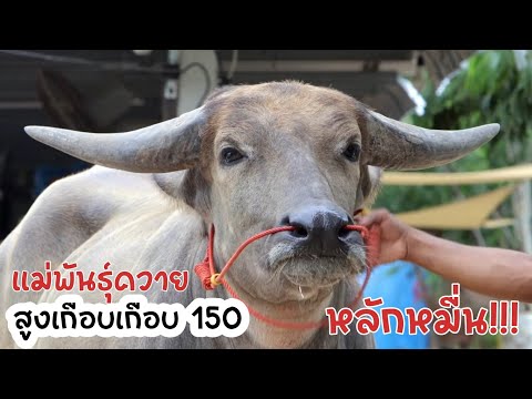 คอกแตก!!!เปิดราคาควายหลักหมื่นสูงเกือบ150ห้ามพลาดมายบัฟฟาโลแ