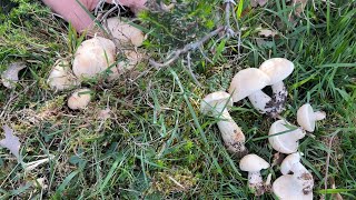 ESPECTACULAR jornada a PERRETXIKOS (Calocybe gambosa) del 22 de abril de 2026