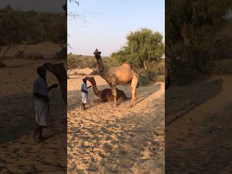 A male camel is holding a female camel #shorts