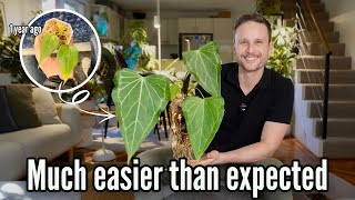 May the (Delta) Force be with you - Anthurium 'Delta Force' 12 months transformation