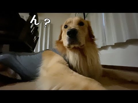 『パパ帰ってきたよ』出迎えたら兄だった時のゴールデンレトリバーベンツ。