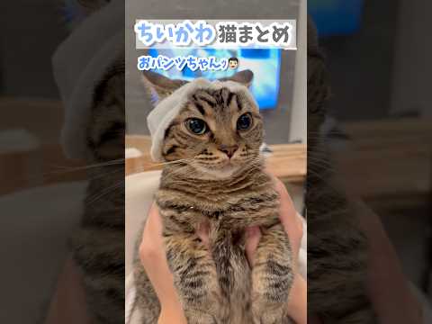 ちいかわ猫まとめ!! #cat #猫