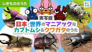 【実写版】日本・世界のマニアックなカブトムシ＆クワガタのうたメドレー