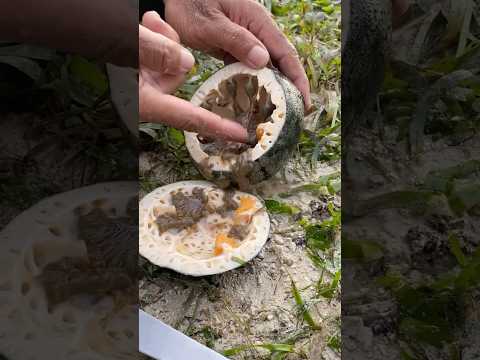 We Found BRIGHT YELLOW Eggs Inside a Starfish! 🤯
