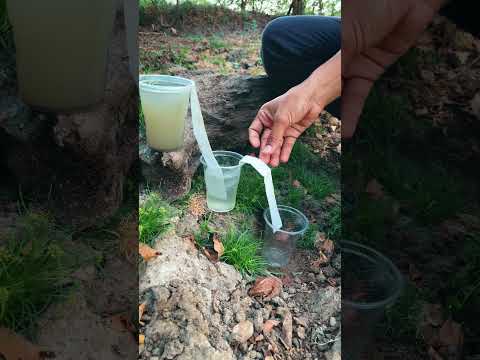 ✅Wild Survival Skills: Filter Muddy Water 🌿💧 #camping #bushcraft #outdoors