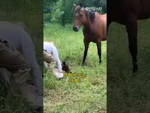 은혜를 아는 야생마의 모성애, 기적을 만들었다 | #동물, #모성애, #기적