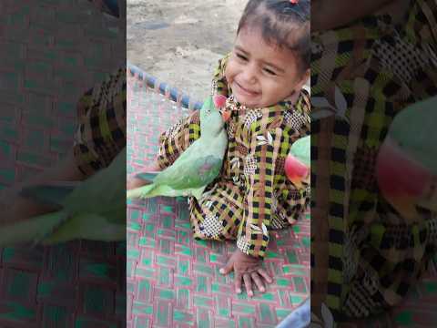 Parrot Cute Baby Ka Haar Kaat Rha Hie #parrot #cutebaby #shorts