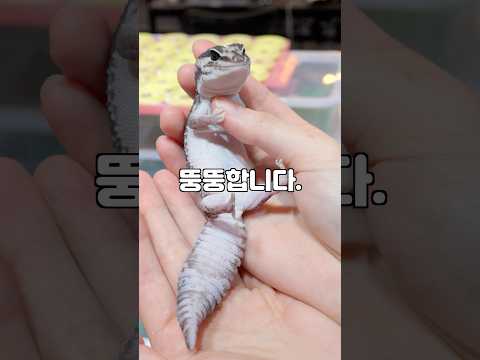 세상에서 가장 뚱뚱한 도마뱀