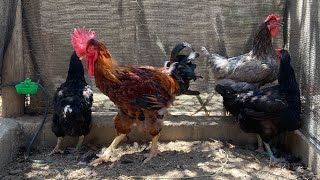 Qual o PRINCIPAL motivo para as CODORNAS e GALINHAS PARAREM de BOTAR ?