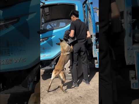 Amazing helping video ❤️ #shortsvideo #facts #fun4u #viral #pets