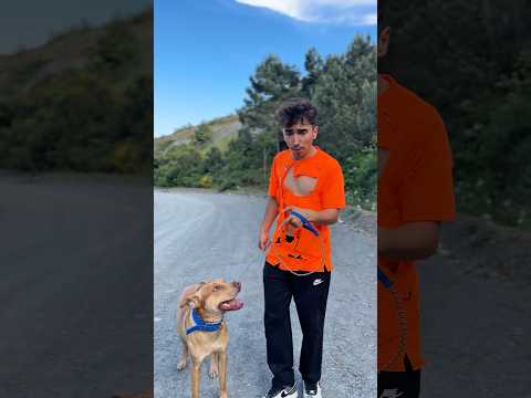 Onat Genç Evsiz Çocuk Köpeğin Sahibini Buluyor Üzücü Shorts Videosu #shtos