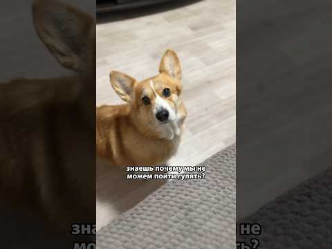 Наш коварный план 😁 #corgi #funny #shortsvideo #puppy #shortvideo #shotrs #корги