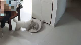 This amazing dog! Without CCTV, even a science documentary would take three days to film it.