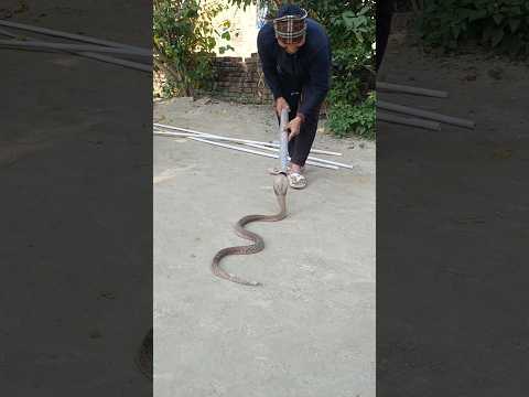 गहुँवन सांप को पकड़ने का तरीका मिल गया😱