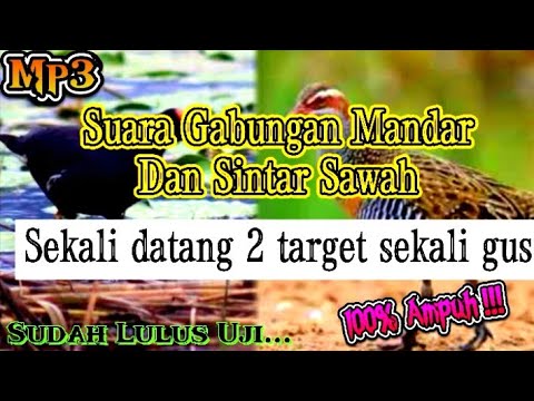 MP3||SUARA PIKAT GABUNGAN MANDAR DAN SINTAR SAWAH JAMIN AMPUH