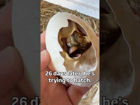 This Egg Wasn’t Supposed to Make It but i dont give up thar easy. 🪿🐣 #goose #goslings  #hatching