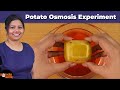 Potato Osmoscope Experiment Concepts