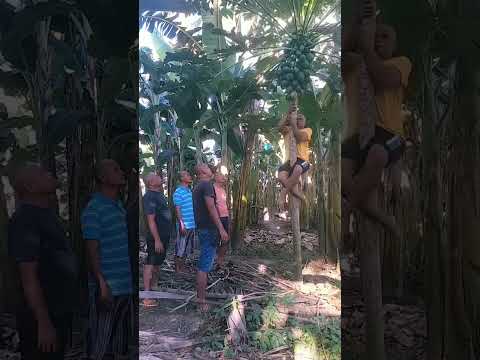 PANGTINOLA #funny #viralvideo #viral #comedy #shortvideo #subscribe #shorts #short #youtubeshorts