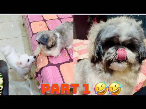 Euro happy after bath #video #dog #animals 🤣🤣🤣😂❤️