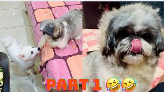 Euro happy after bath #video #dog #animals 🤣🤣🤣😂❤️