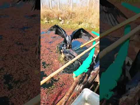 Fishing With Birds🦅 Village Boy | #fishing #birds #shorts