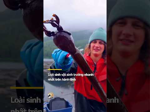 Tảo bẹ Kelp là loài sinh vật có thể cao tới 80m dưới đáy đại dương #kelp #havesting