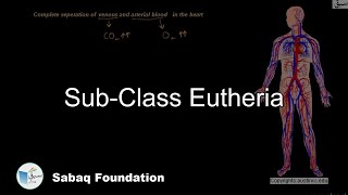 Sub-Class Eutheria