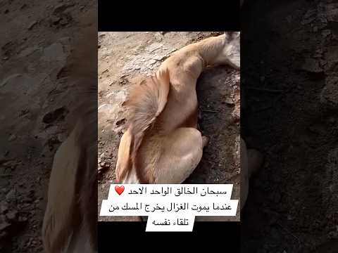 عندما يموت الغزال يخرج المسك #الشيخ_فيصل_مبارك_الرشيدي #اكسبلور #خيل #الخيل #تيك_توك #غزال #مسك