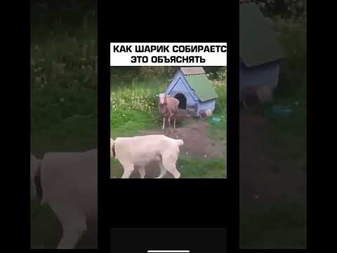 И как шарик собирается это объяснить?????
