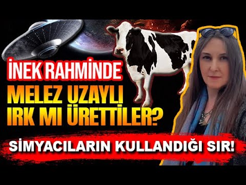 İNEK RAHMİNDE UZAYLI MELEZ IRK MI ÜRETTİLER? - FARAH YURDÖZÜ