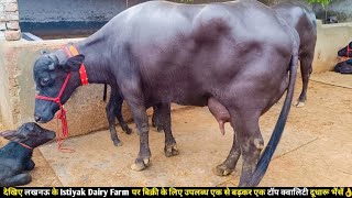 देखिए लखनऊ के Istiyak Dairy Farm पर बिक्री के लिए उपलब्ध एक से बढ़कर एक टॉप क्वालिटी दूधारू भैंसें👌