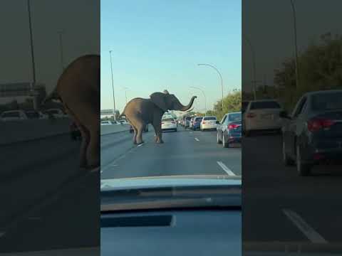 Elephant Stops Traffic and Fights Back!